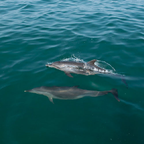 delfines en ixtapa zihuatanejo